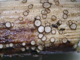 Trichopezizella nidulus