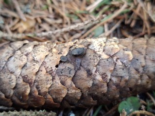Rutstroemia bulgarioides