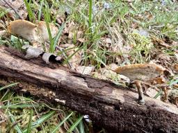 Lentinus brumalis
