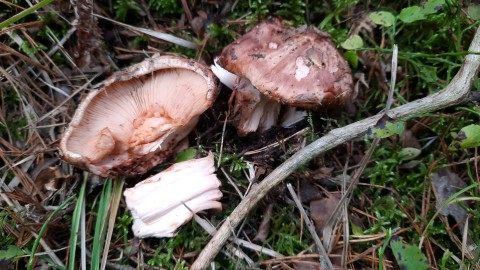 Tricholoma colossus