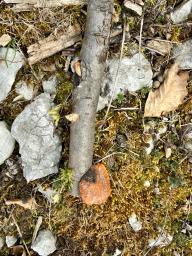 Pycnoporus cinnabarinus
