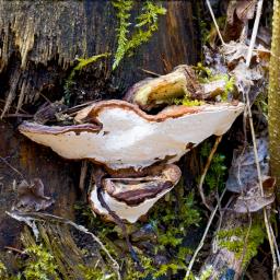 Heterobasidion parviporum
