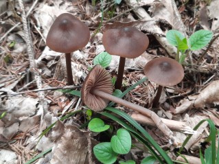 Entoloma hirtipes