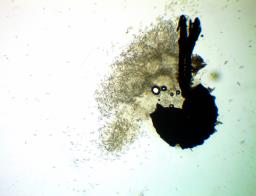 Natantiella ligneola