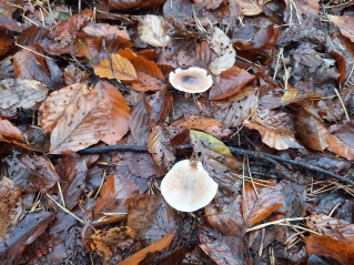 Rhodocollybia butyracea