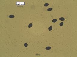 Coprinellus micaceus
