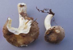 Russula firmula