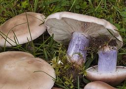 Collybia personata