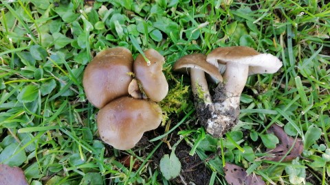 Lyophyllum loricatum