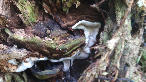 Heterobasidion abietinum
