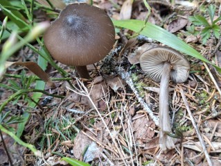Entoloma hirtipes