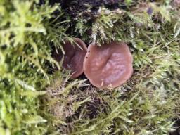 Discina ancilis