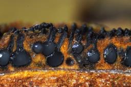 Sillia ferruginea