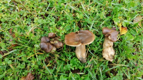 Lyophyllum loricatum
