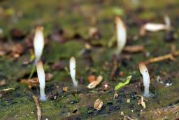 Multiclavula mucida