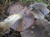 Tricholoma orirubens