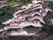 Phlebia tremellosa