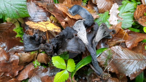 Craterellus cornucopioides