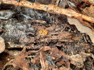 Hemitrichia serpula