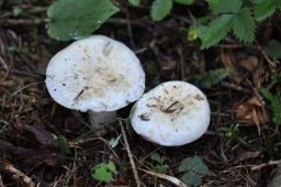 Lactifluus piperatus