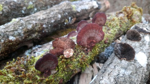 Daedaleopsis tricolor