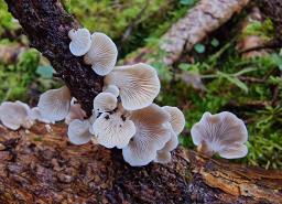 Panellus mitis