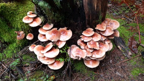 Hypholoma lateritium