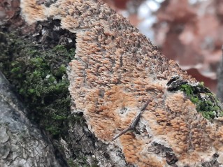 Radulomyces molaris