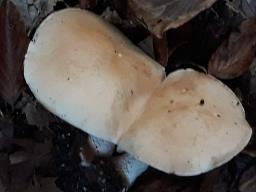 Hebeloma sinapizans