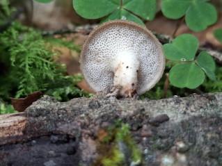 Polyporus tuberaster