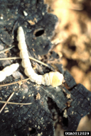 Chalcophora mariana