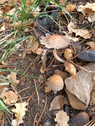 Coprinellus xanthothrix