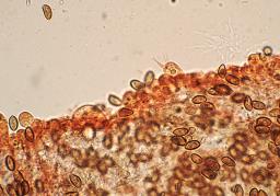 Conocybe dumetorum