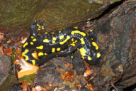 Salamandra salamandra