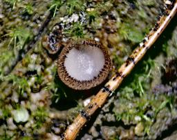 Wilcoxina gregaria