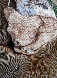 Daedaleopsis tricolor