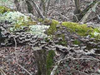Auricularia mesenterica
