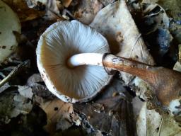 Leucoagaricus badhamii