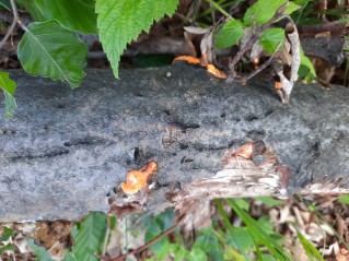 Pycnoporus cinnabarinus