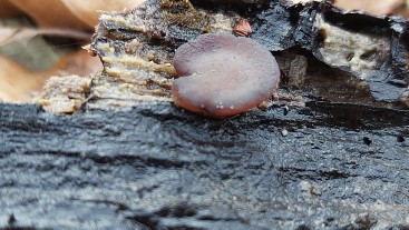 Pachyella aquatilis