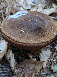 Neoboletus erythropus