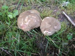 Xerocomellus chrysenteron