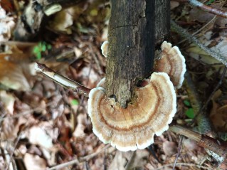 Trametes ochracea