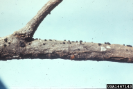 Atropellis pinicola