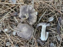 Tricholoma terreum