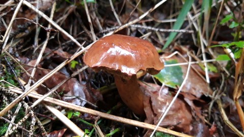 Imleria badia