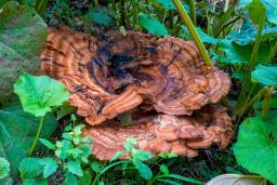 Meripilus giganteus