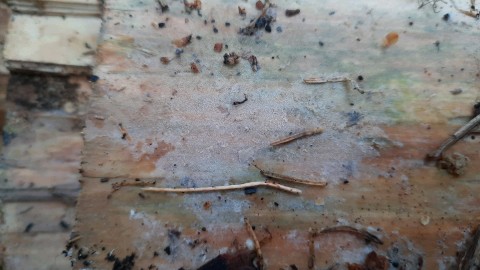 Resinicium bicolor