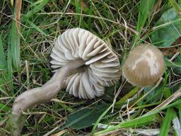 Gliophorus irrigatus