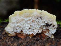 Antrodiella serpula